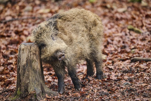 Young Wild boar