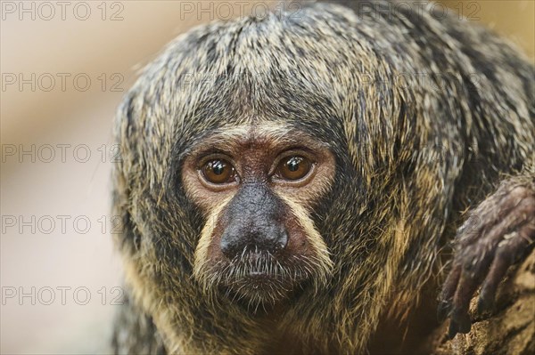 Portrait of a White-faced saki