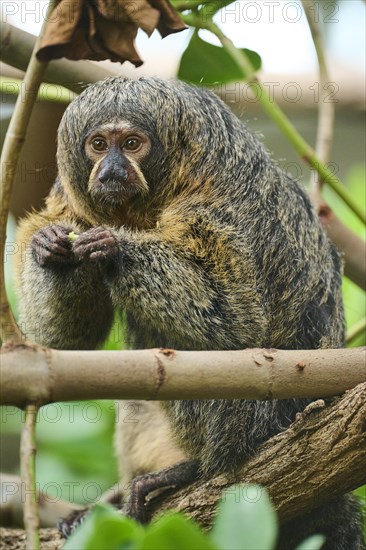 White-faced saki