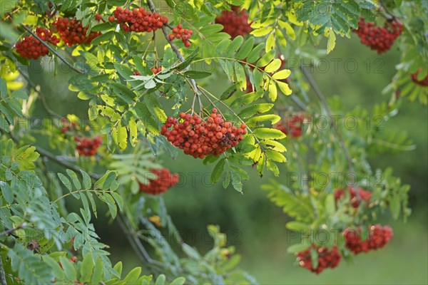 Fruits of the european rowan