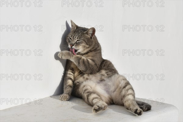 A tabby house cat lies comfortably and relaxed on a bench and cleans itself