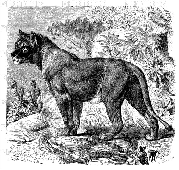 Senegalese lion