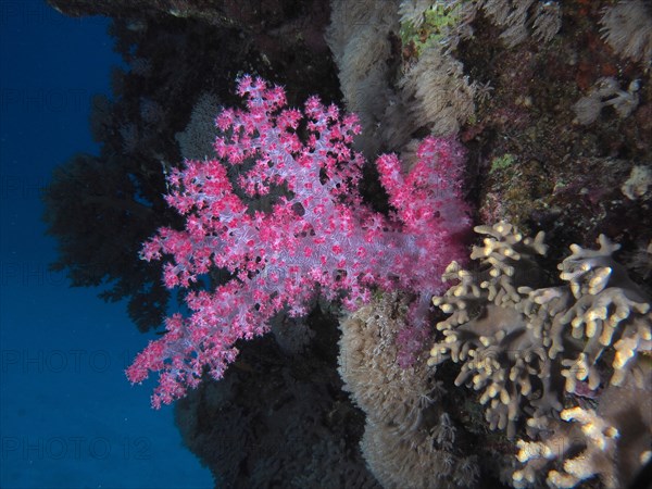 Hemprich's tree coral