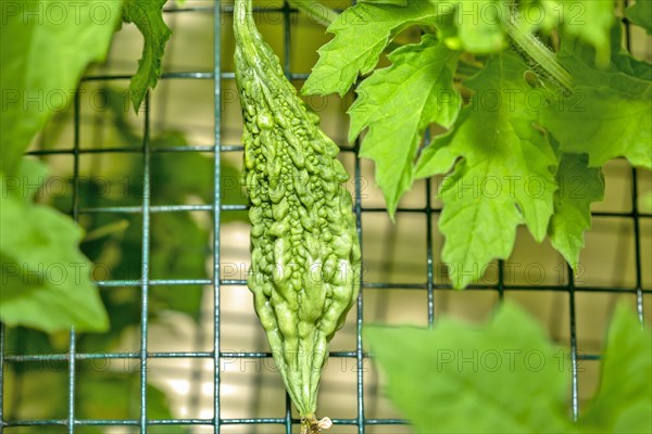 commonly called bitter melon