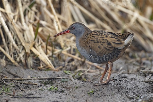 Water rail