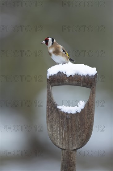 European goldfinch