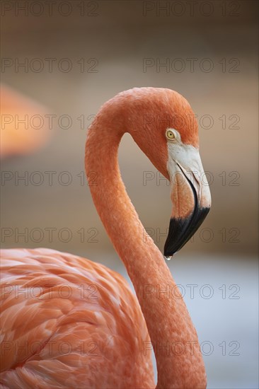 Portrait of an American flamingo