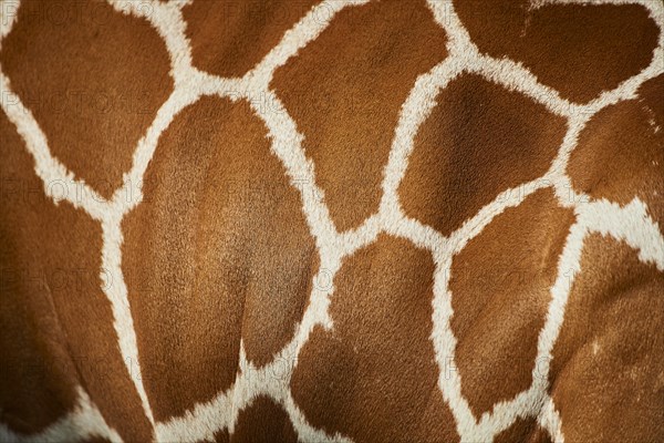 Close-up of the animal fur of a Reticulated giraffe