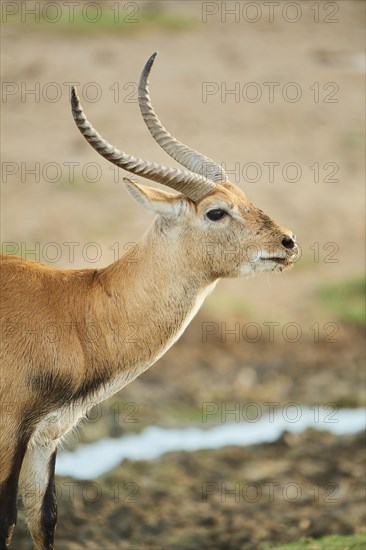 Southern lechwe