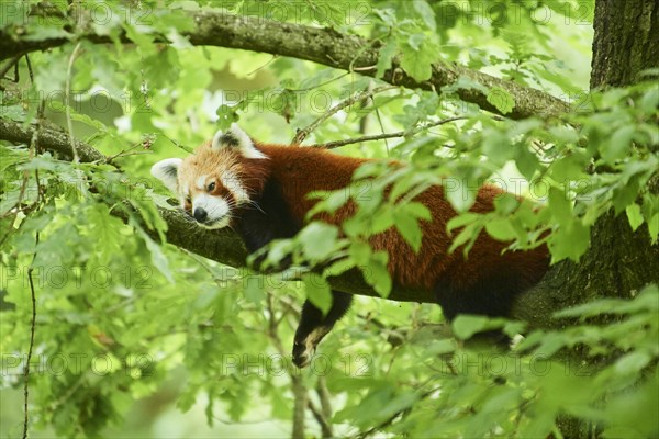 Red panda