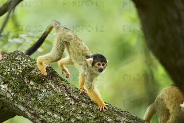 Common squirrel monkey