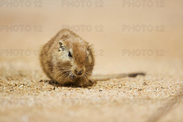 Fat sand rat