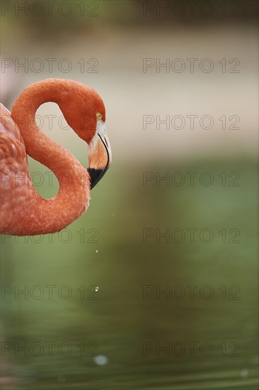 Portrait of an American flamingo