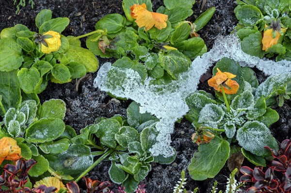 Iced leaves and flowers