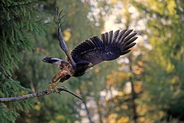 Harris's hawk