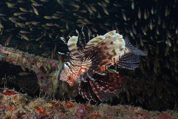 Pacific red lionfish