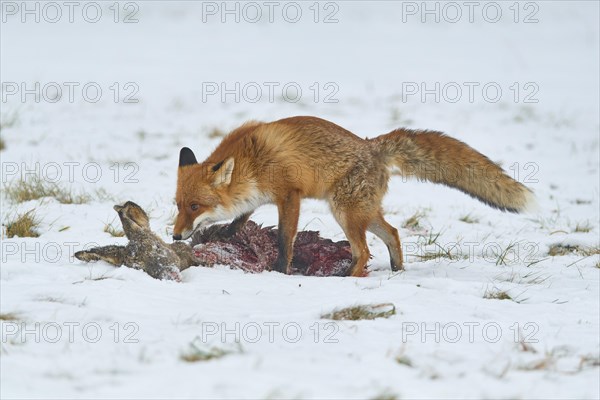 Red fox