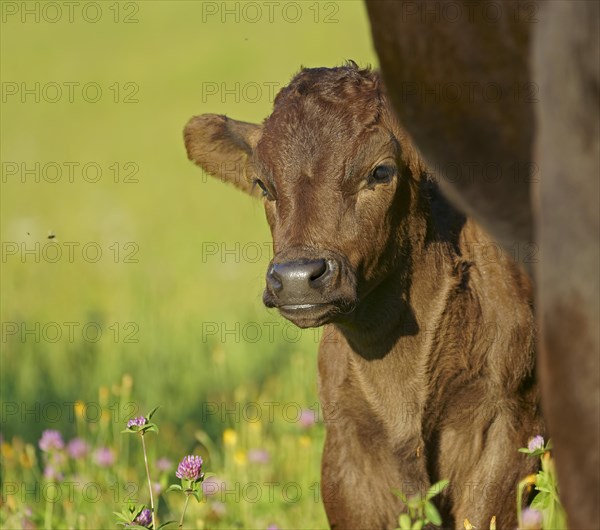 Domestic cattle