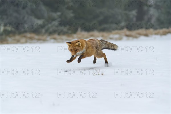 Red fox