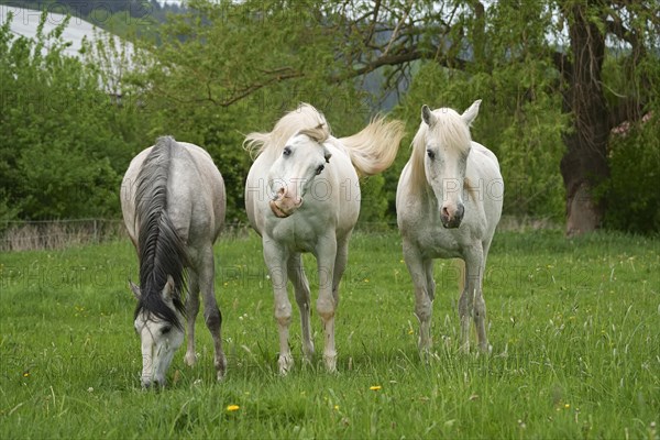 Horses