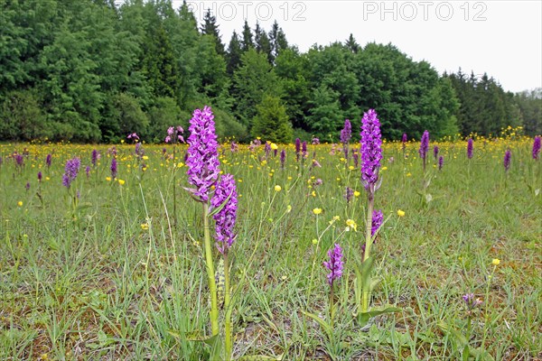 Broad-leaved orchid