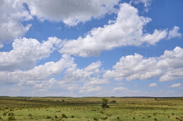 Savannah landscape with cloudy sky