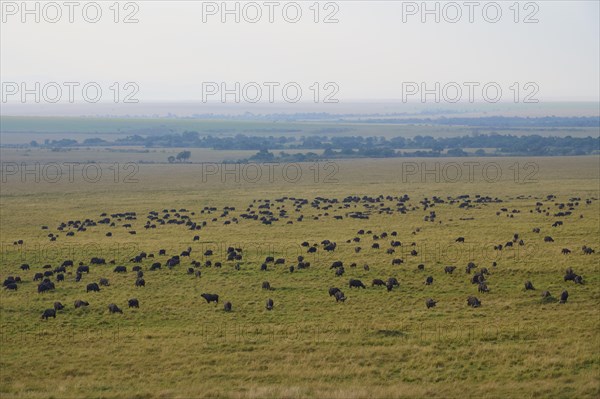 African buffalo