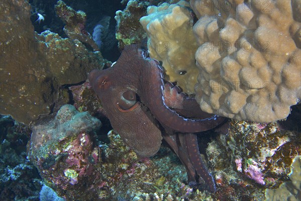 Large blue octopus