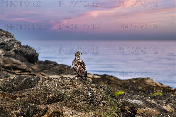 White-tailed eagle