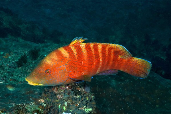 Colourful Natal tooth wrasse