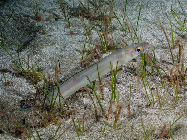 Hiding Golden Balearic Sea Eel