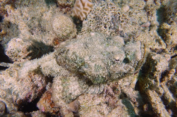 A well camouflaged humphead dragonhead