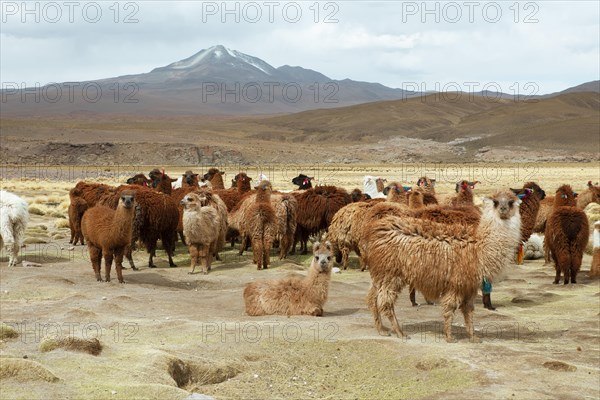 Alpacas