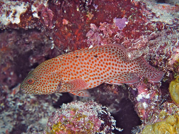 Caribbean grouper