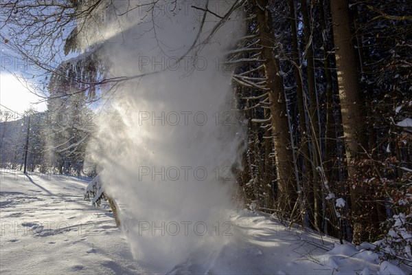 Avalanche of snow from trees