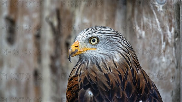 Red Kite