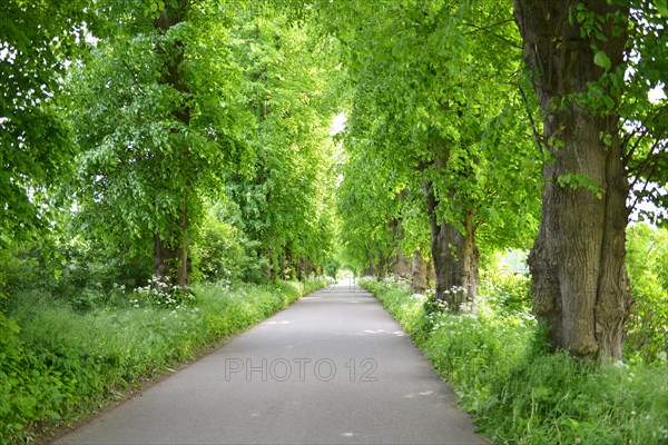 Linden trees