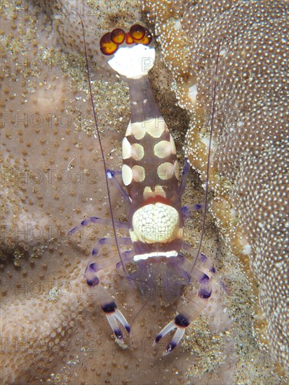 Peacock-eyed anemone shrimp