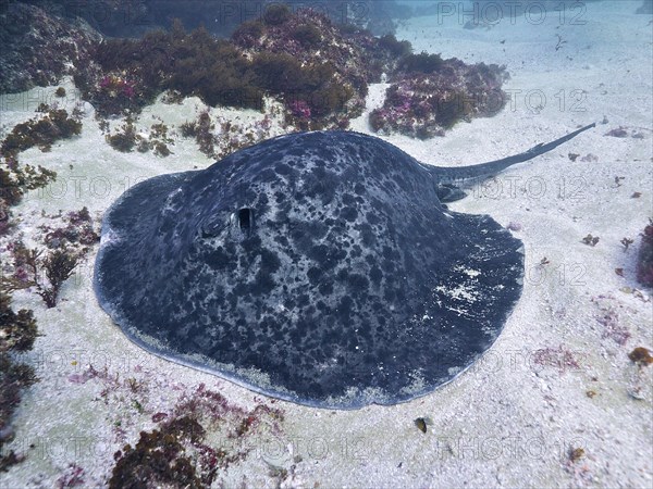 A black spotted stingray