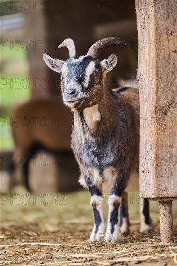 Domestic goat