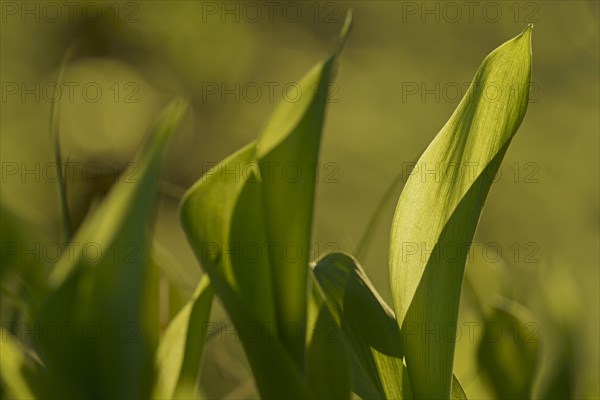 Lily of the valley