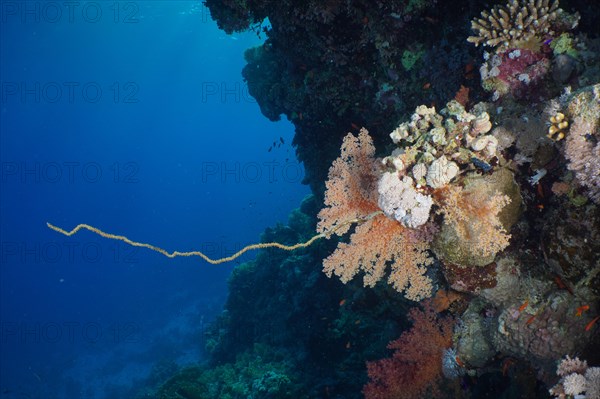 Twisted spiral wire coral