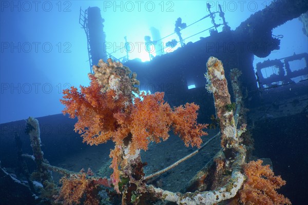 Hemprich's tree coral