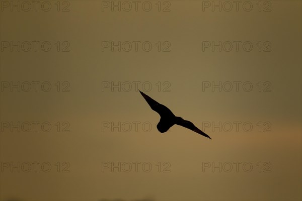 Short-eared owl