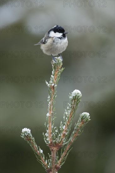 Coal tit