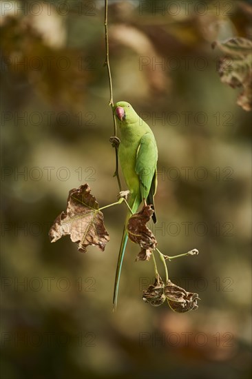 Monk parakeet