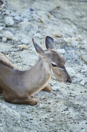 Greater kudu