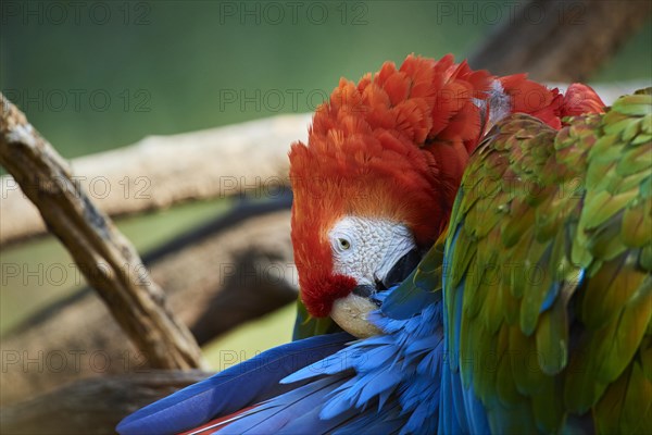 Scarlet macaw