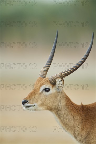 Southern lechwe