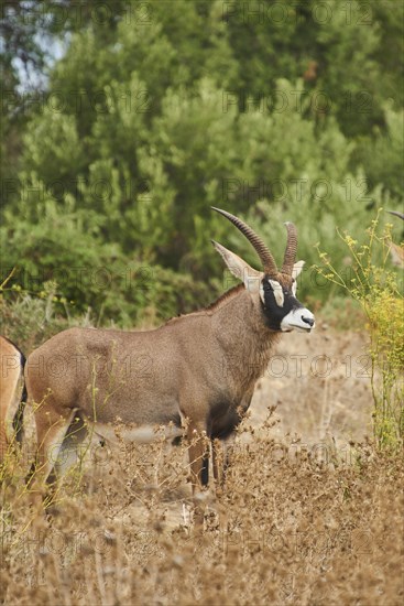 Sable antelope